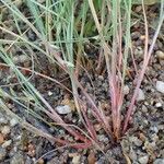 Juncus bufonius habit picture by Yoan MARTIN (cc-by-sa)