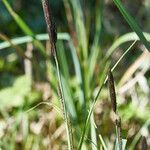 Carex acuta flower picture by Heinz Gass (cc-by-sa)