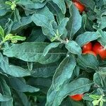 Solanum pseudocapsicum leaf picture by Jacques Zuber (cc-by-sa)