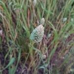 Phalaris canariensis flower picture by Drbušek Jan (cc-by-sa)