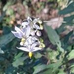 Solanum chacoense flower picture by Trap Hers (cc-by-sa)