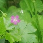 Geranium lucidum flower picture by Bel Gonzalo (cc-by-sa)