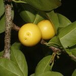 Ximenia americana fruit picture by Nelson Zamora Villalobos (cc-by-nc)