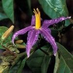 Solanum subinerme flower picture by Daniel Barthelemy (cc-by-nc)