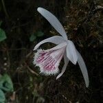 Pleione humilis flower picture by Mangkal Rai (cc-by-sa)