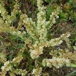 Rumex intermedius flower picture by Nicole Coulomb (cc-by-sa)