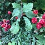 Rubus elegantispinosus fruit picture by Mimine Mireille (cc-by-sa)