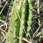 Praecereus euchlorus leaf picture by Trap Hers (cc-by-sa)