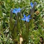 Gentiana utriculosa habit picture by Manuëlle (cc-by-sa)