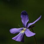 Viola cornuta flower picture by Carlos Villasante (cc-by-sa)