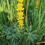 Lupinus luteus flower picture by Pierre Lbt (cc-by-sa)