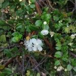 Luma apiculata flower picture by landers lililanders (cc-by-sa)