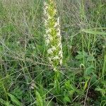 Platanthera chlorantha habit picture by Alain Komly (cc-by-sa)