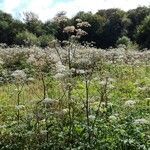 Angelica sylvestris habit picture by 🐞Hélène🐦 (cc-by-sa)