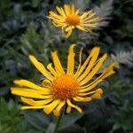 Doronicum austriacum flower picture by Alain Bigou (cc-by-sa)