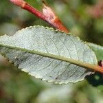 Salix foetida leaf picture by Yoan MARTIN (cc-by-sa)