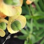 Euphorbia characias fruit picture by Yann Samuelides (cc-by-sa)