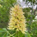 Aesculus glabra flower picture by Jeff Collins (cc-by-sa)