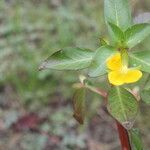 Ludwigia inclinata flower picture by Nelson Zamora Villalobos (cc-by-nc)