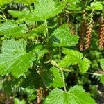 Ribes magellanicum leaf picture by Senger Mario (cc-by-sa)