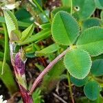 Trifolium occidentale leaf picture by Pierre LEON (cc-by-sa)