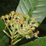 Ardisia opegrapha fruit picture by Nelson Zamora Villalobos (cc-by-nc)