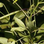 Cleome serrata fruit picture by Nelson Zamora Villalobos (cc-by-nc)