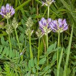 Astragalus leontinus flower picture by Martin Bishop (cc-by-sa)