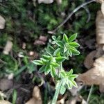 Genista pilosa leaf picture by Franck BONIFACE (cc-by-sa)