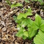 Rubus pubescens flower picture by Danielle Mccloy (cc-by-sa)