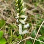 Spiranthes cernua flower picture by jimseng jimseng (cc-by-sa)