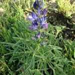 Lupinus angustifolius habit picture by anne pichon (cc-by-sa)