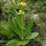 Gentiana burseri habit picture by Jean-Pierre Peignier (cc-by-sa)