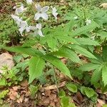 Cardamine heptaphylla habit picture by Coralie Muschietti (cc-by-sa)