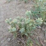 Filago pyramidata habit picture by Palmieri Nicola (cc-by-sa)