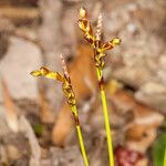 Carex digitata fruit picture by Martin Bishop (cc-by-sa)