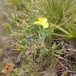 Hypericum tetrapetalum flower picture by cthulhu mittens (cc-by-sa)