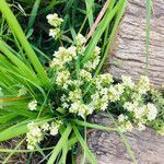 Galium saxatile habit picture by kafaktor (cc-by-sa)