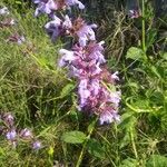 Salvia officinalis flower picture by jean louis chirac (cc-by-sa)