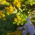 Genista linifolia leaf picture by Coquelicot belle nature (cc-by-sa)