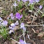 Crocus tommasinianus habit picture by Dieter Albrecht (cc-by-sa)