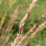 Festuca filiformis fruit picture by Yoan MARTIN (cc-by-sa)