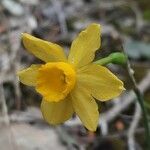 Narcissus assoanus flower picture by françois boca (cc-by-sa)