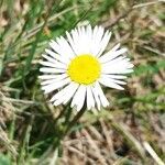 Bellis sylvestris flower picture by Amador Javier (cc-by-sa)