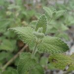 Nepeta parnassica leaf picture by Sylvain Piry (cc-by-sa)