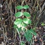 Lathyrus ochroleucus leaf picture by Eric Larsen (cc-by-sa)