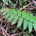 Polystichum imbricans leaf picture by Maarten Vanhove (cc-by-sa)