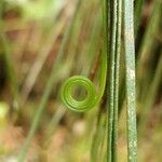 Vittaria isoetifolia leaf picture by Schnittler Martin (cc-by-sa)