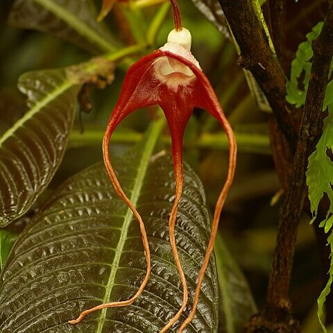 Aristolochia tricaudata unspecified picture