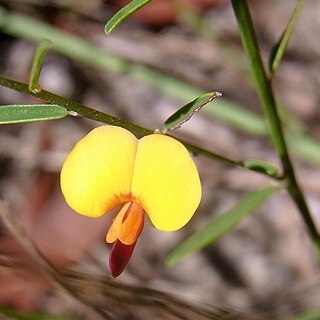 Bossiaea heterophylla unspecified picture